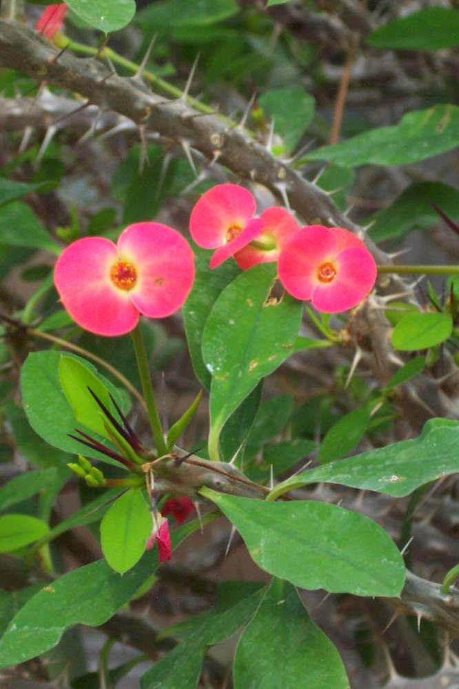 Euphorbia Milii